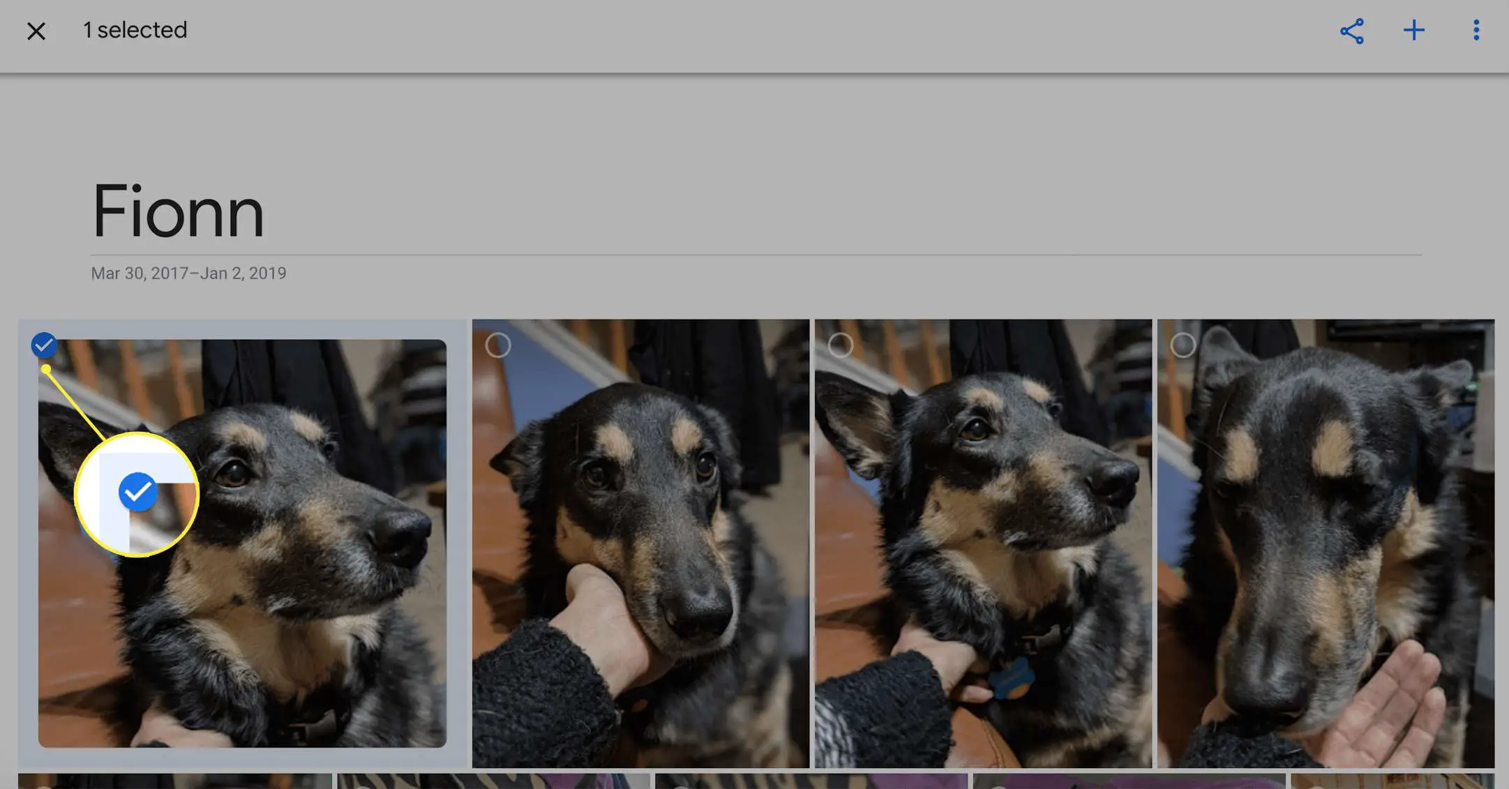 Álbum de fotos de cachorro mostrando uma foto selecionada