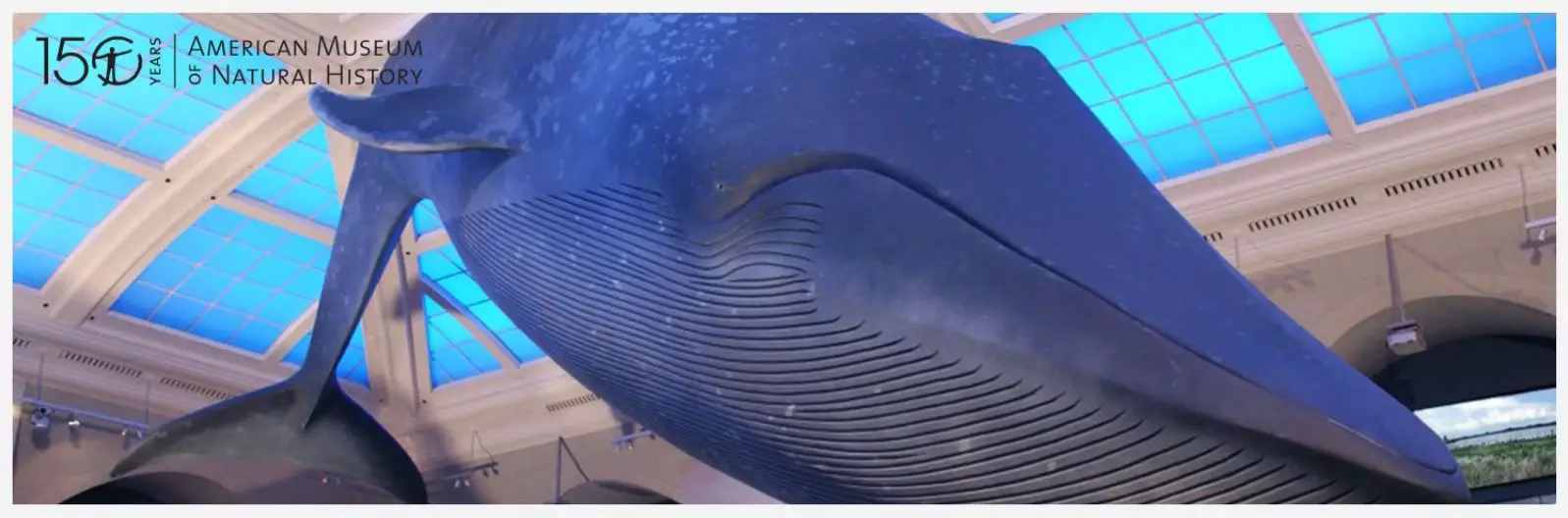 Baleia no Museu Americano de História Natural