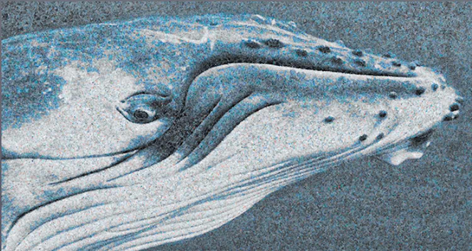 A cabeça de uma baleia azul