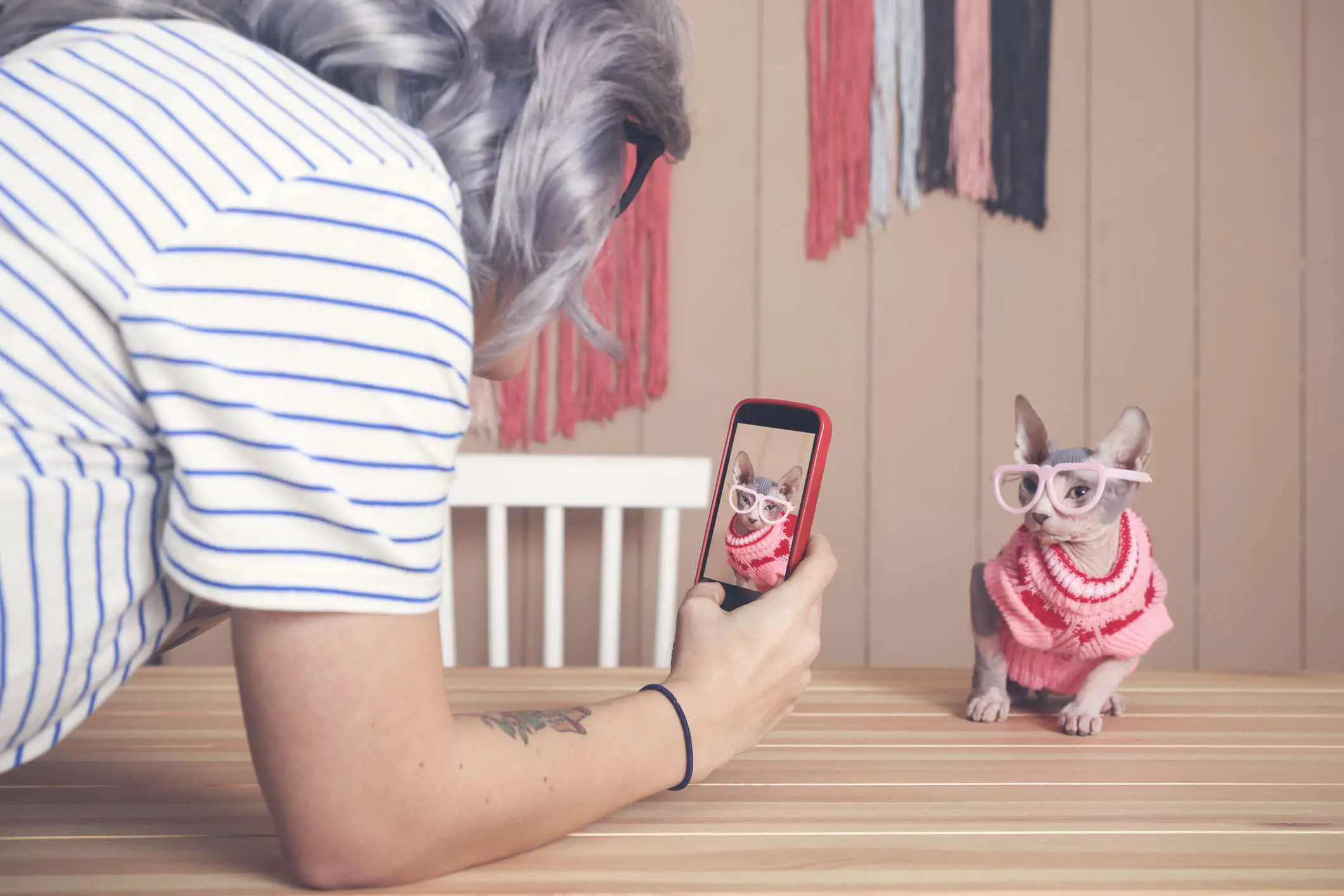 Uma imagem de uma mulher tirando uma foto de um gato vestido com seu smartphone.