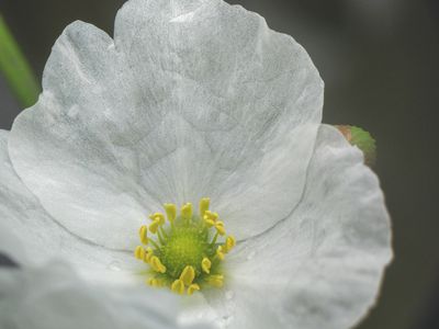 Close up - uma flor branca no quintal