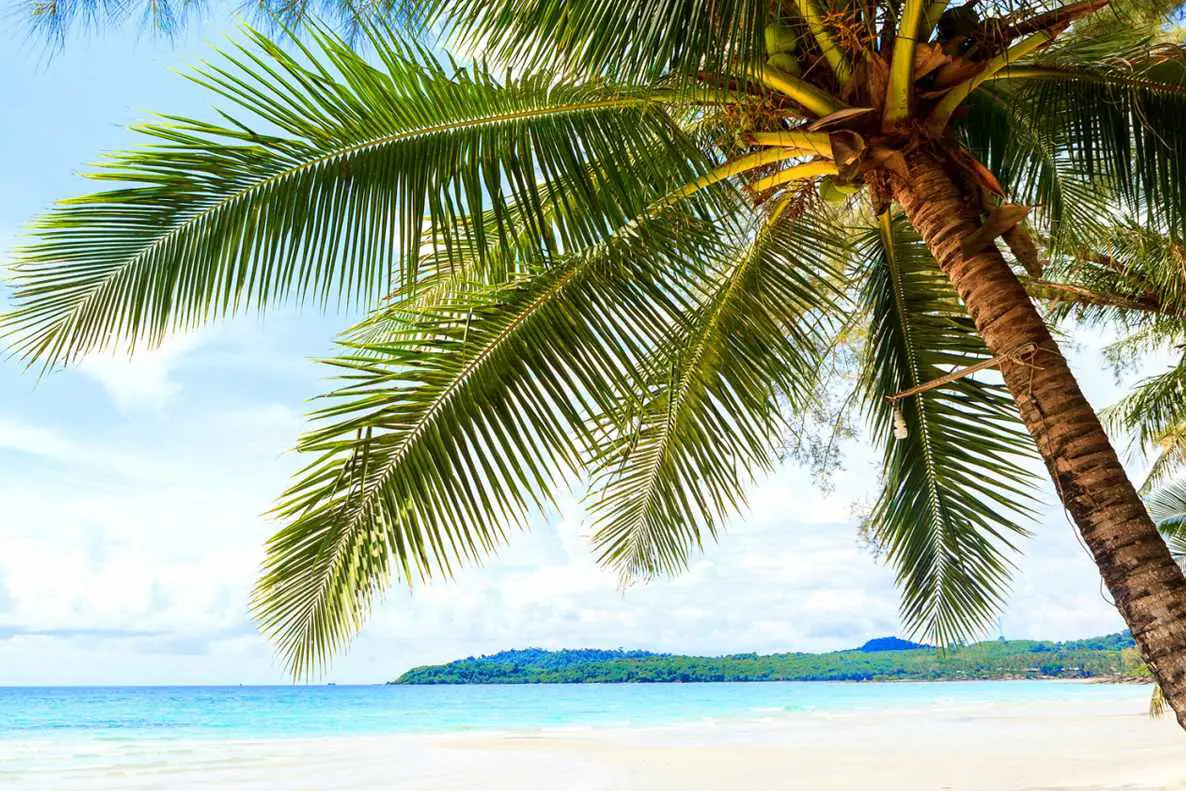 Papel de parede de praia gratuito com uma palmeira solitária inclinada sobre a praia