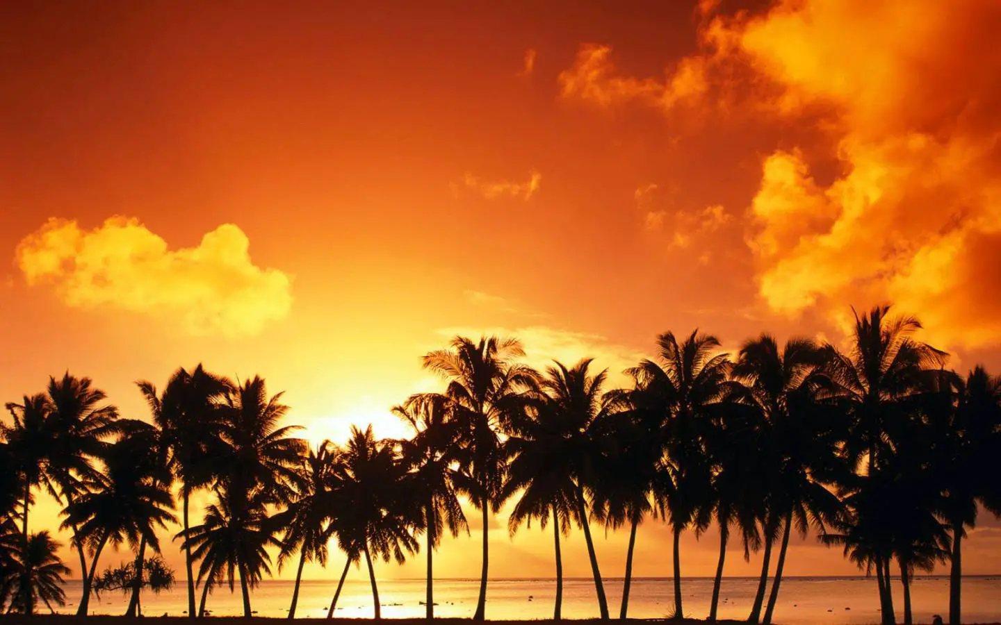 Papel de parede de praia gratuito com pôr do sol laranja com palmeiras na praia