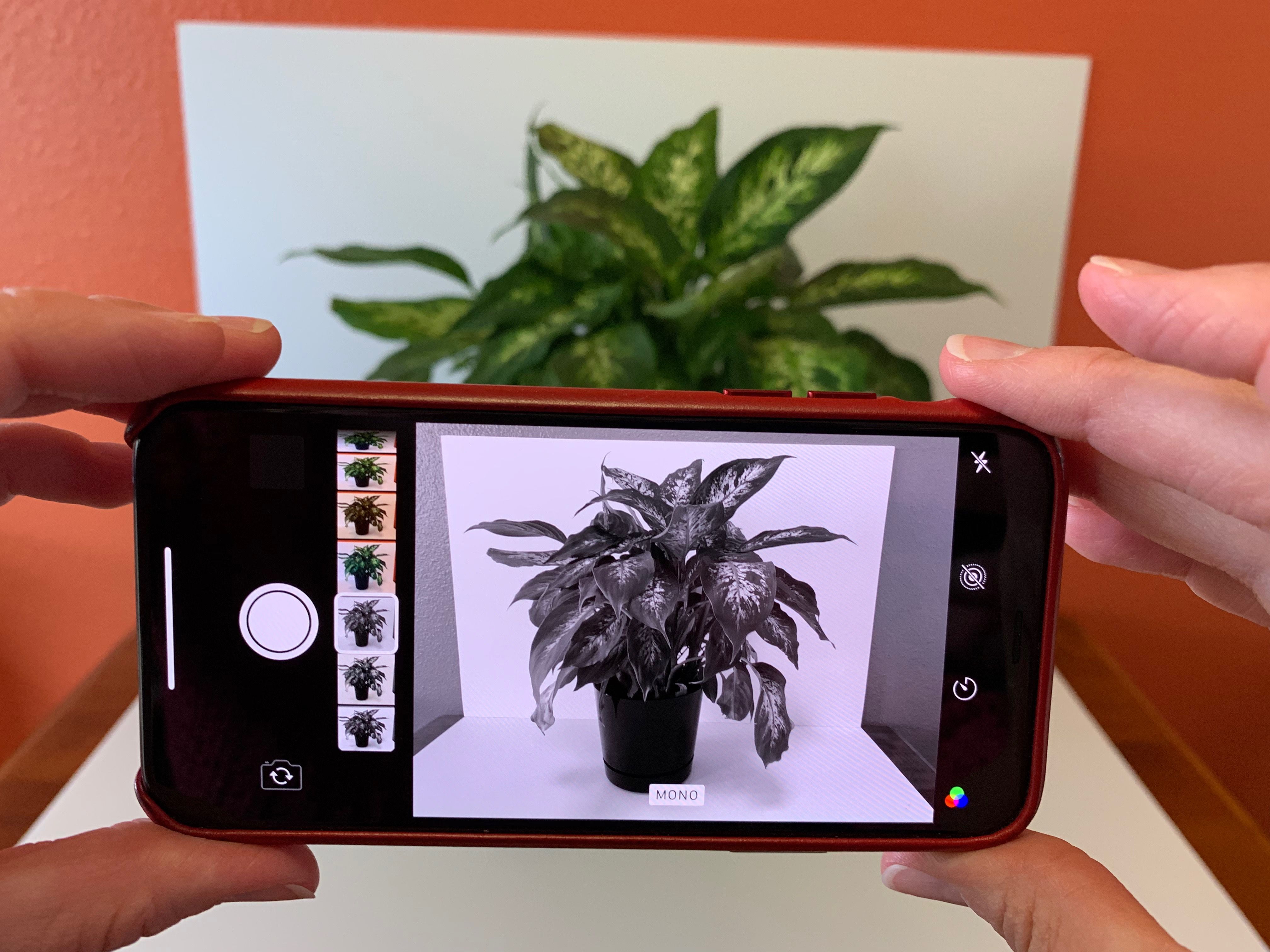 Foto do iPhone com filtro MONO ativo, mostra o tema de uma planta em tons variados, do branco ao preto