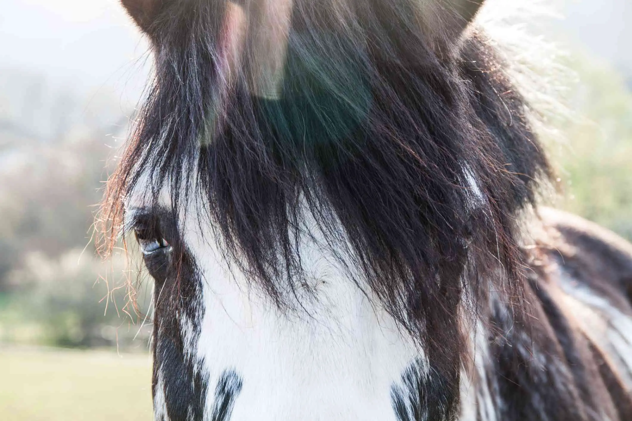 Exemplo de aberrações cromáticas em cabelo de cavalo