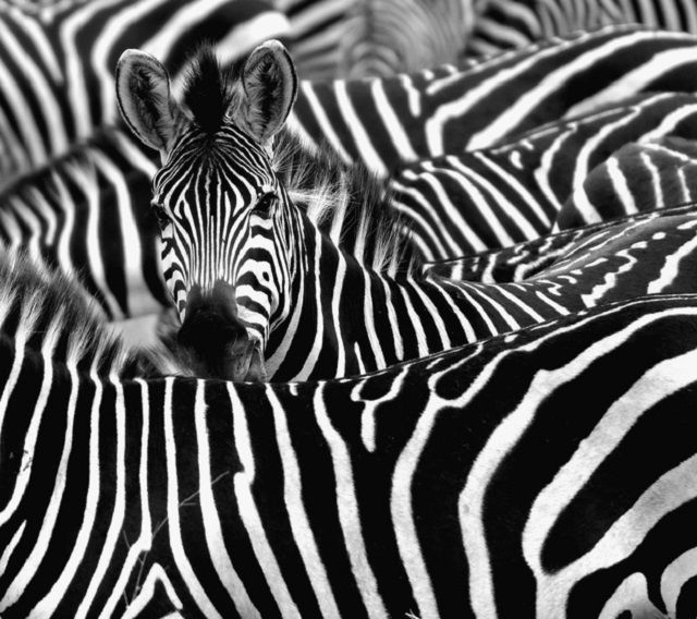 Zebra cercada por listras pretas e brancas