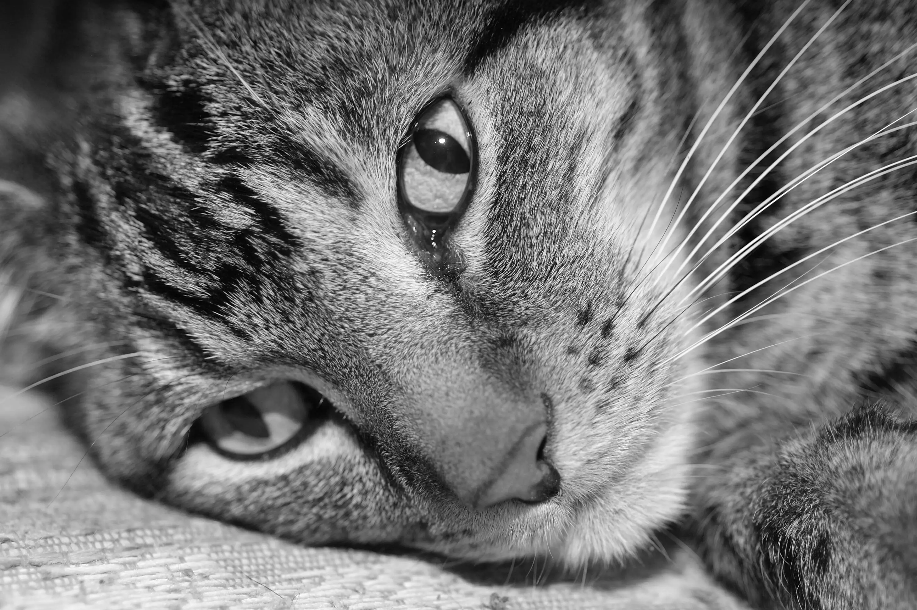 Uma imagem em preto e branco de um gato malhado
