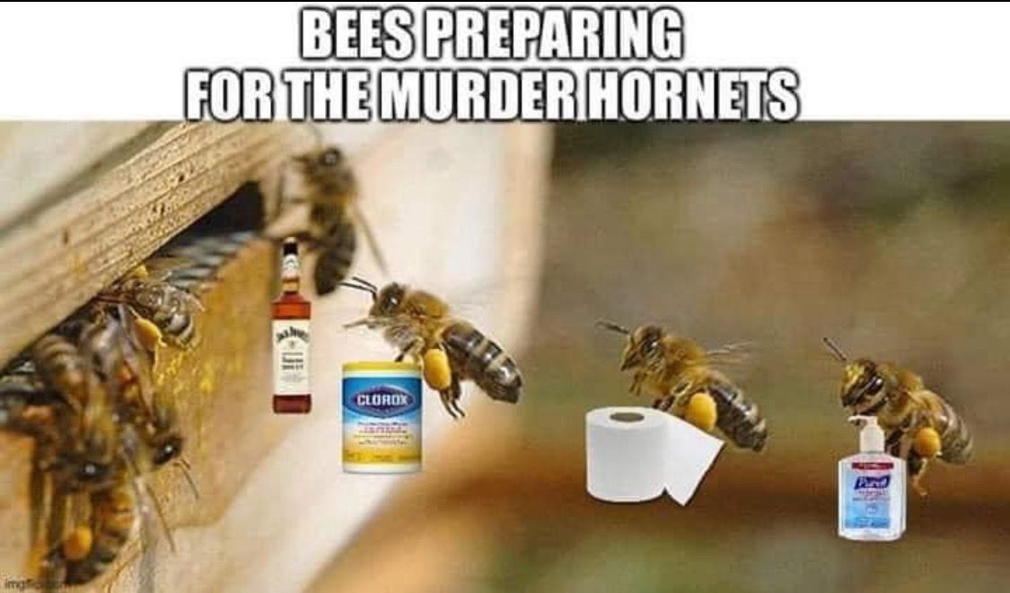 Meme de vespas de assassinato