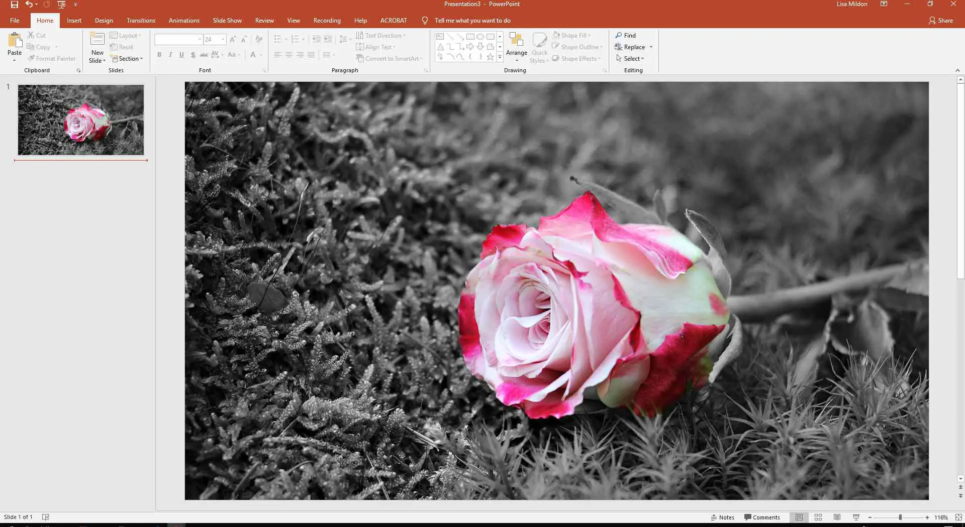 Slide do PowerPoint mostrando a cabeça de uma rosa colorida com o fundo em tons de cinza.