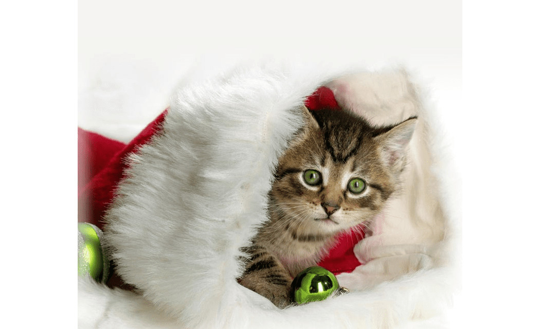 Esperando o Papai Noel por e-mail de papelaria com um gatinho em uma meia de Natal