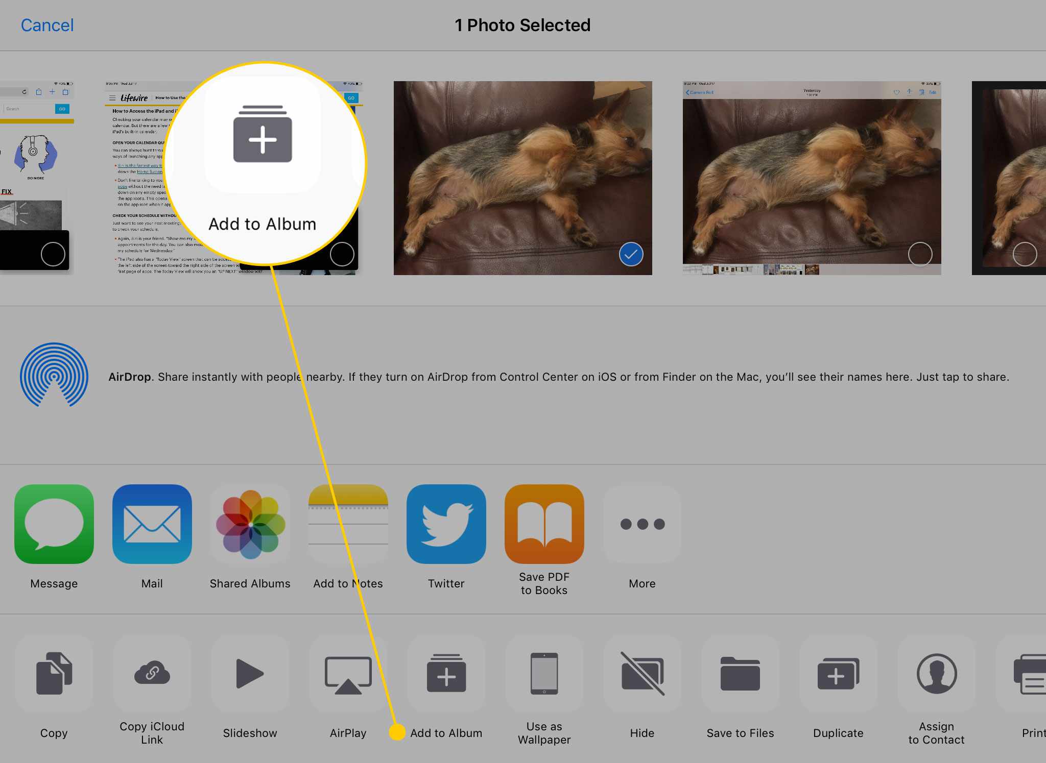 Menu de compartilhamento em fotos em um iPad com o botão Adicionar ao álbum destacado