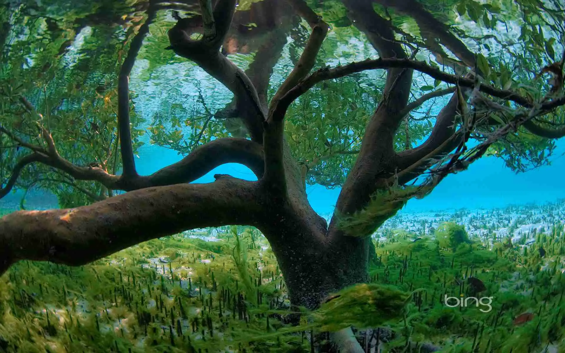 Uma árvore subaquática