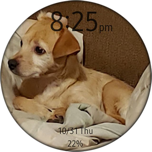 Foto de um cachorro no mostrador do relógio de fotos