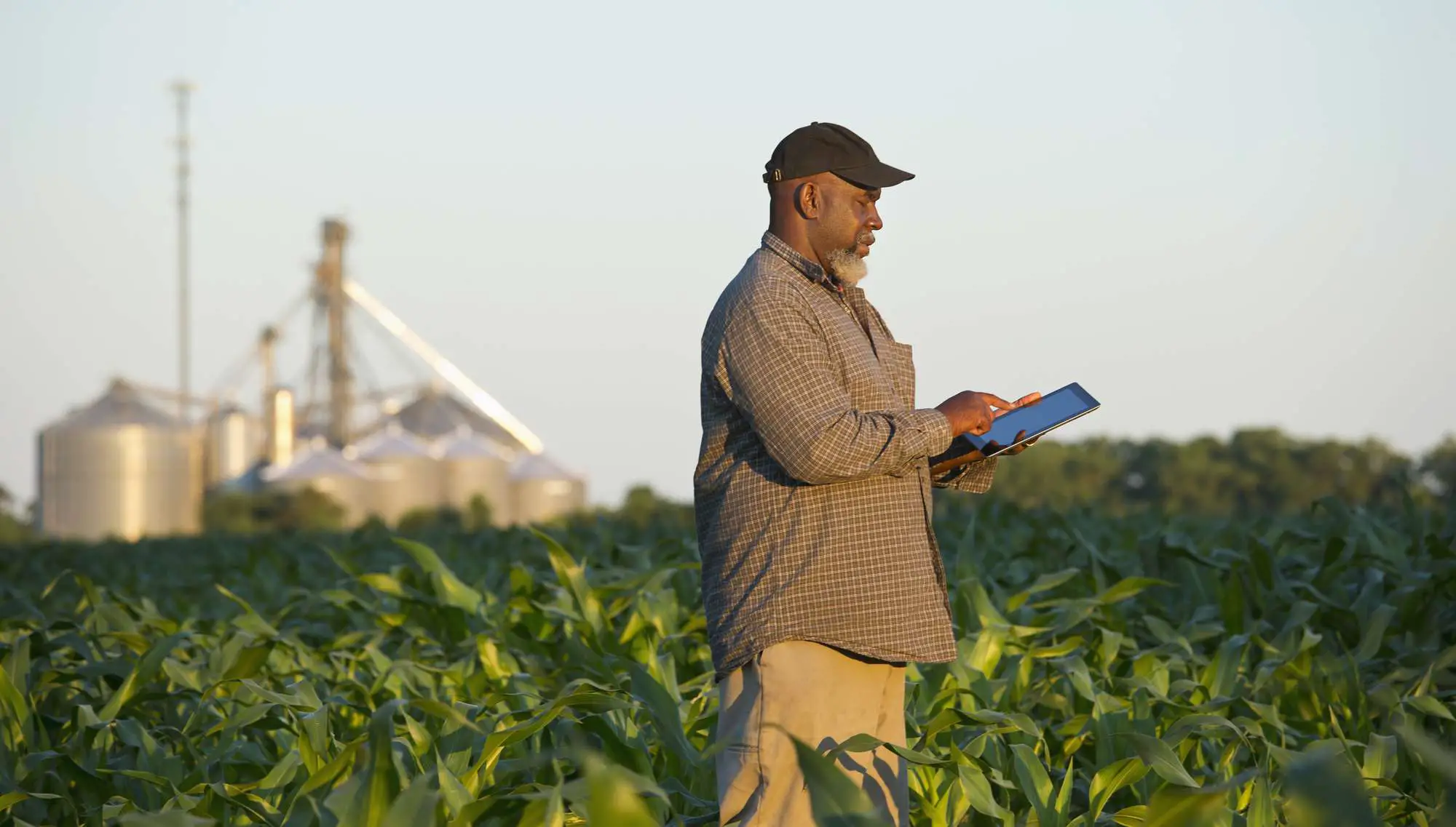 agricultor com tablet digital no campo de cultivo