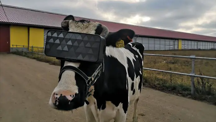vaca no braço usando um fone de ouvido de realidade virtual preto